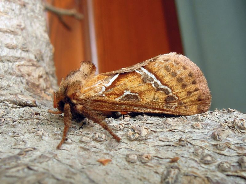 Triodia sylvina (Hepialidae)
